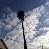 veszelyes-fa-18